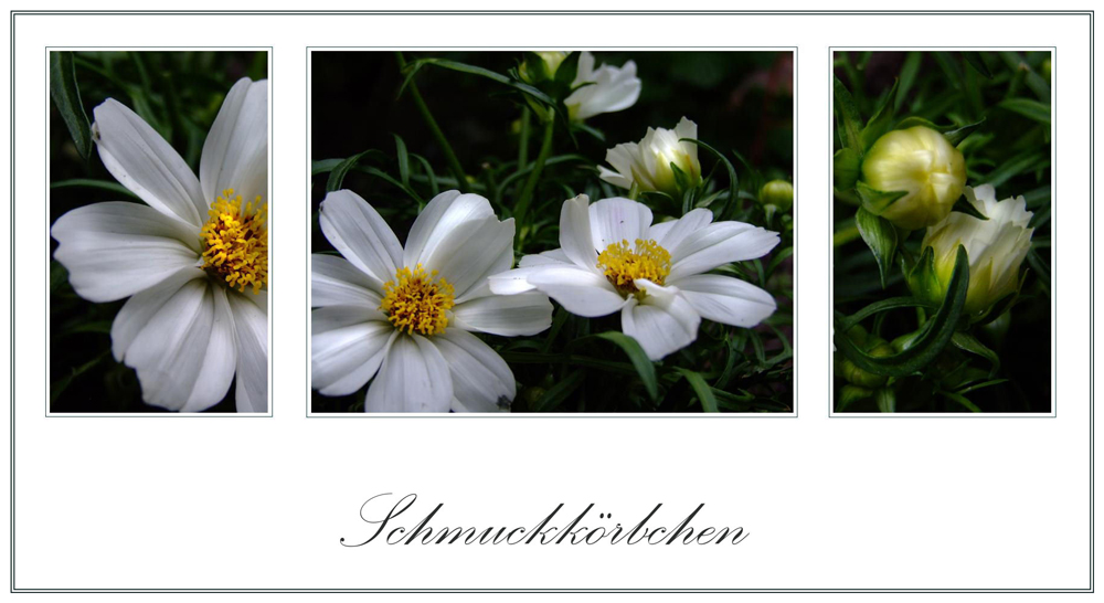 cosmea