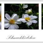 cosmea