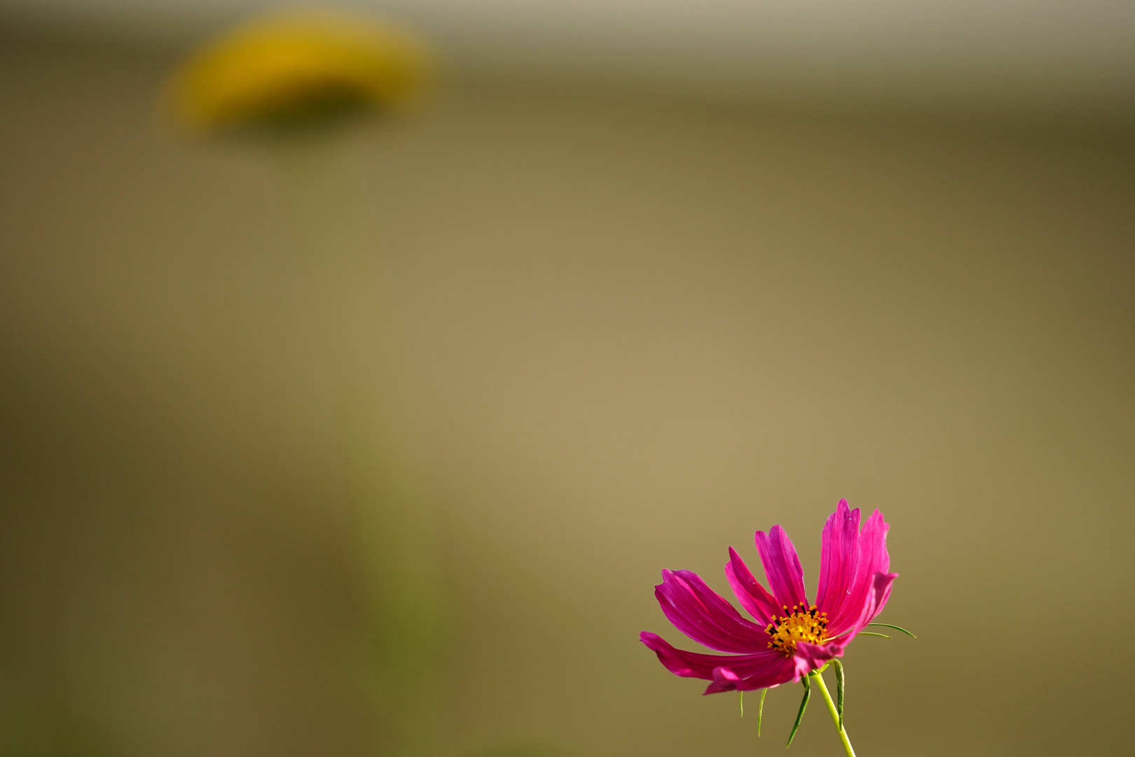 Cosmea 