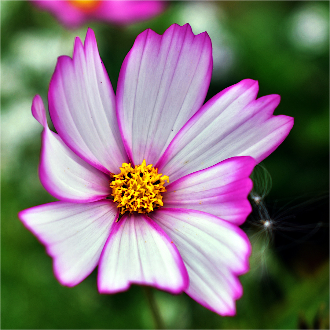 COSMEA