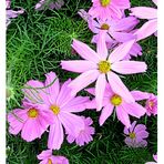  Cosmea ...