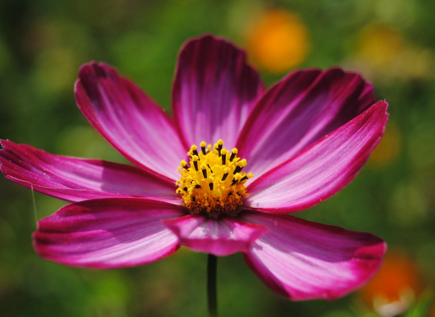 Cosmea farbspektrum