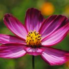 Cosmea farbspektrum