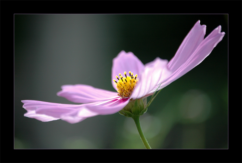 Cosmea , - fast wie aus einer anderen Galaxie ;-)