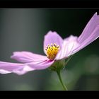 Cosmea , - fast wie aus einer anderen Galaxie ;-)