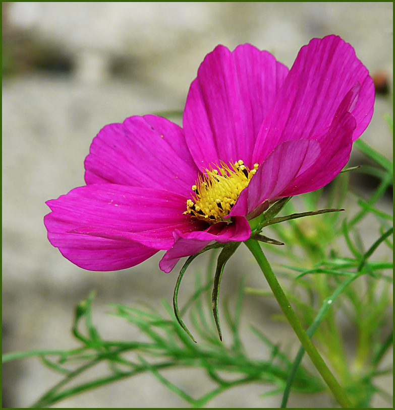 Cosmea