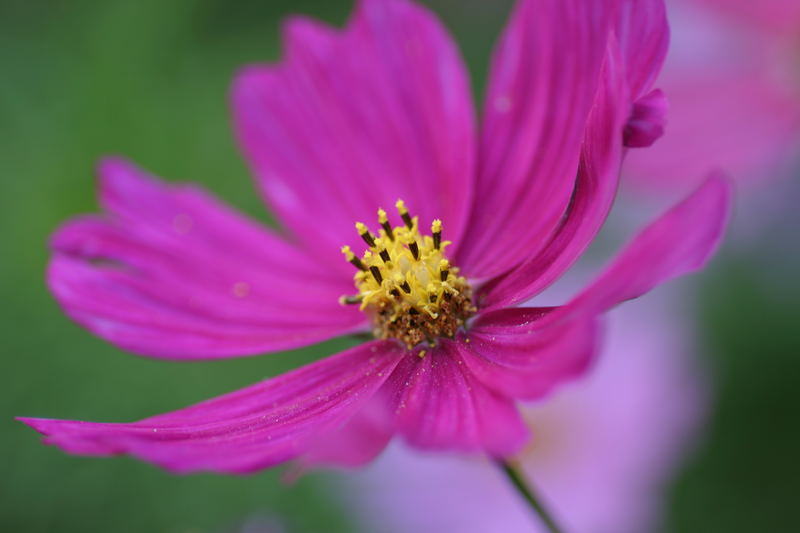 Cosmea