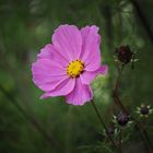 Cosmea