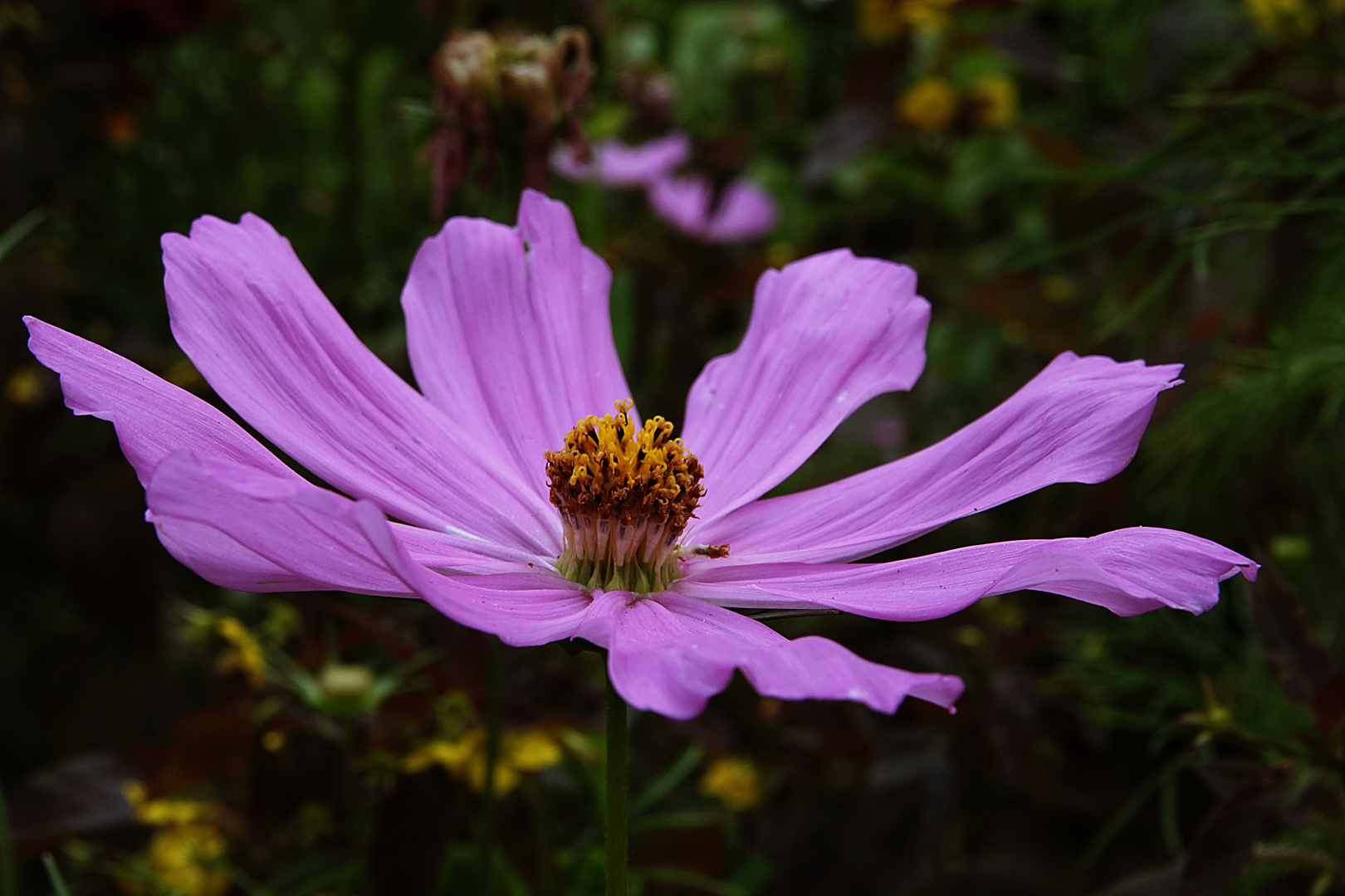 Cosmea