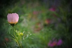 Cosmea