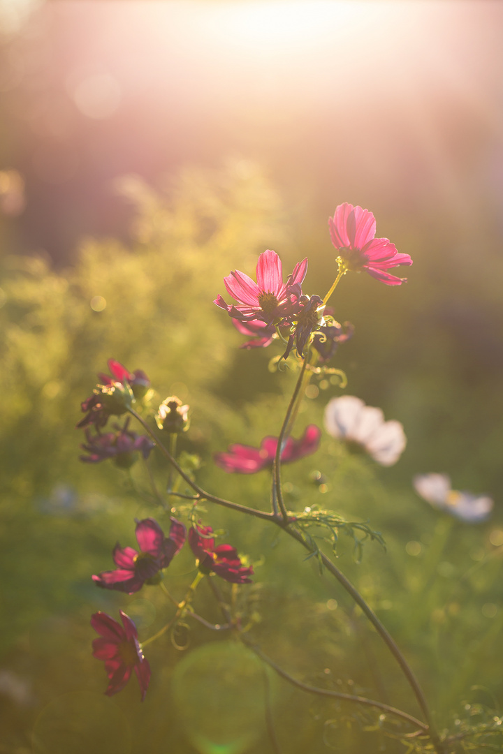 Cosmea