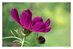 Cosmea