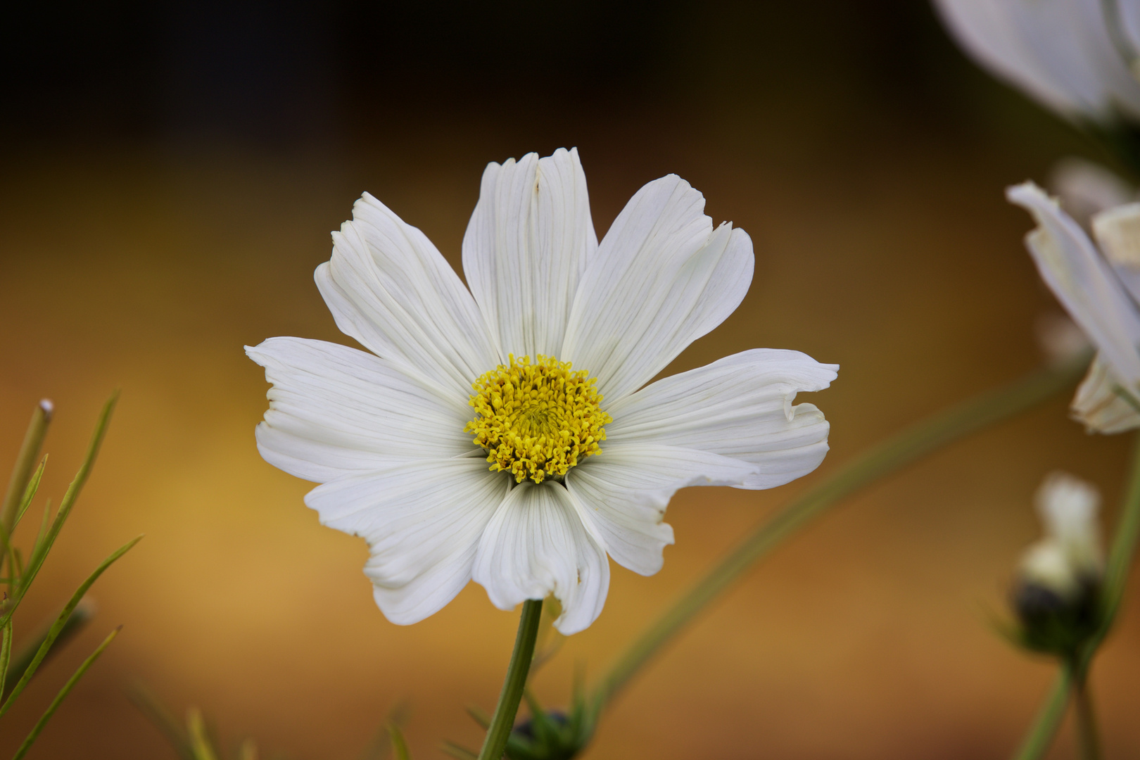 Cosmea