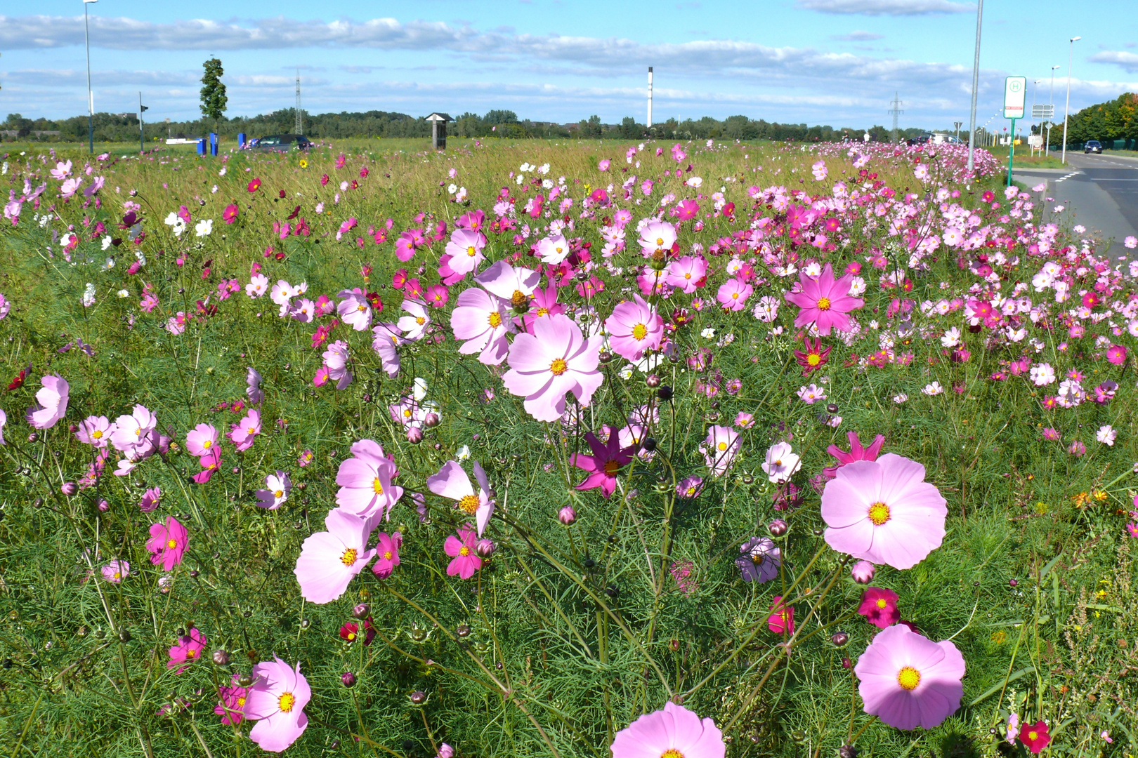 Cosmea-Feld am Straßenrand