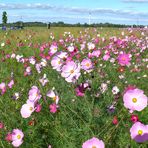 Cosmea-Feld am Straßenrand