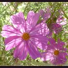 Cosmea  für Sepp 