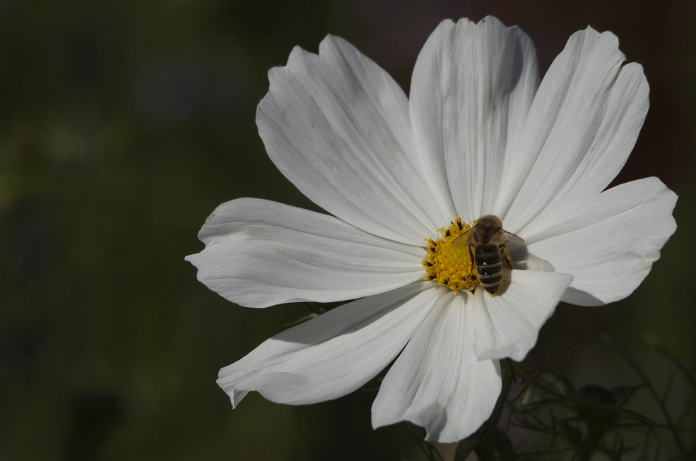 Cosmea, ganz in weiß