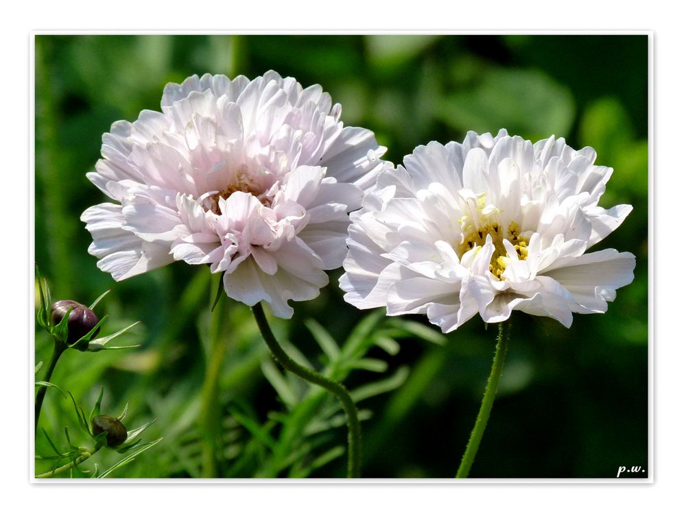cosmea samen sammeln Cosmea (schmuckkörbchen) » pflanzen, pflegen, überwintern und mehr