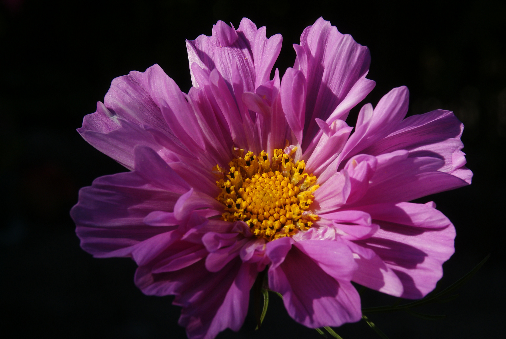 Cosmea gefüllt