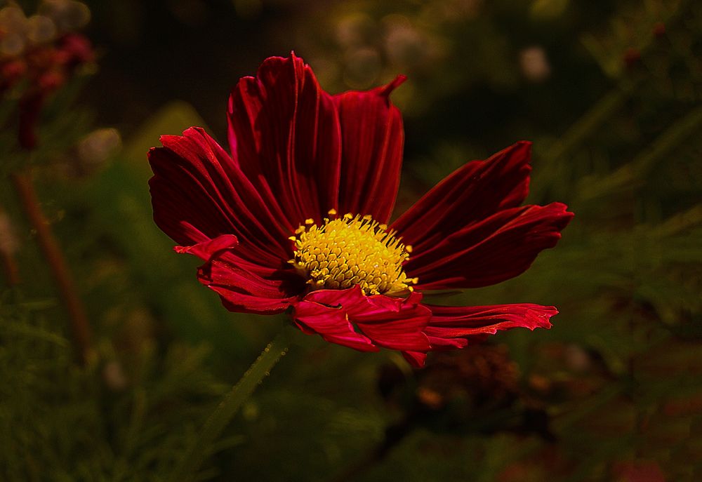 Cosmea I