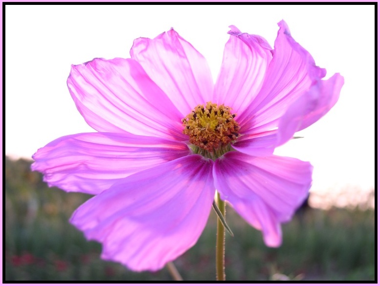 Cosmea I