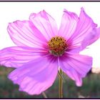 Cosmea I