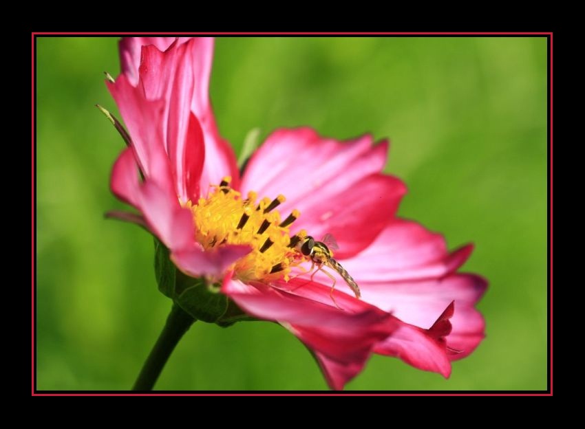 Cosmea II