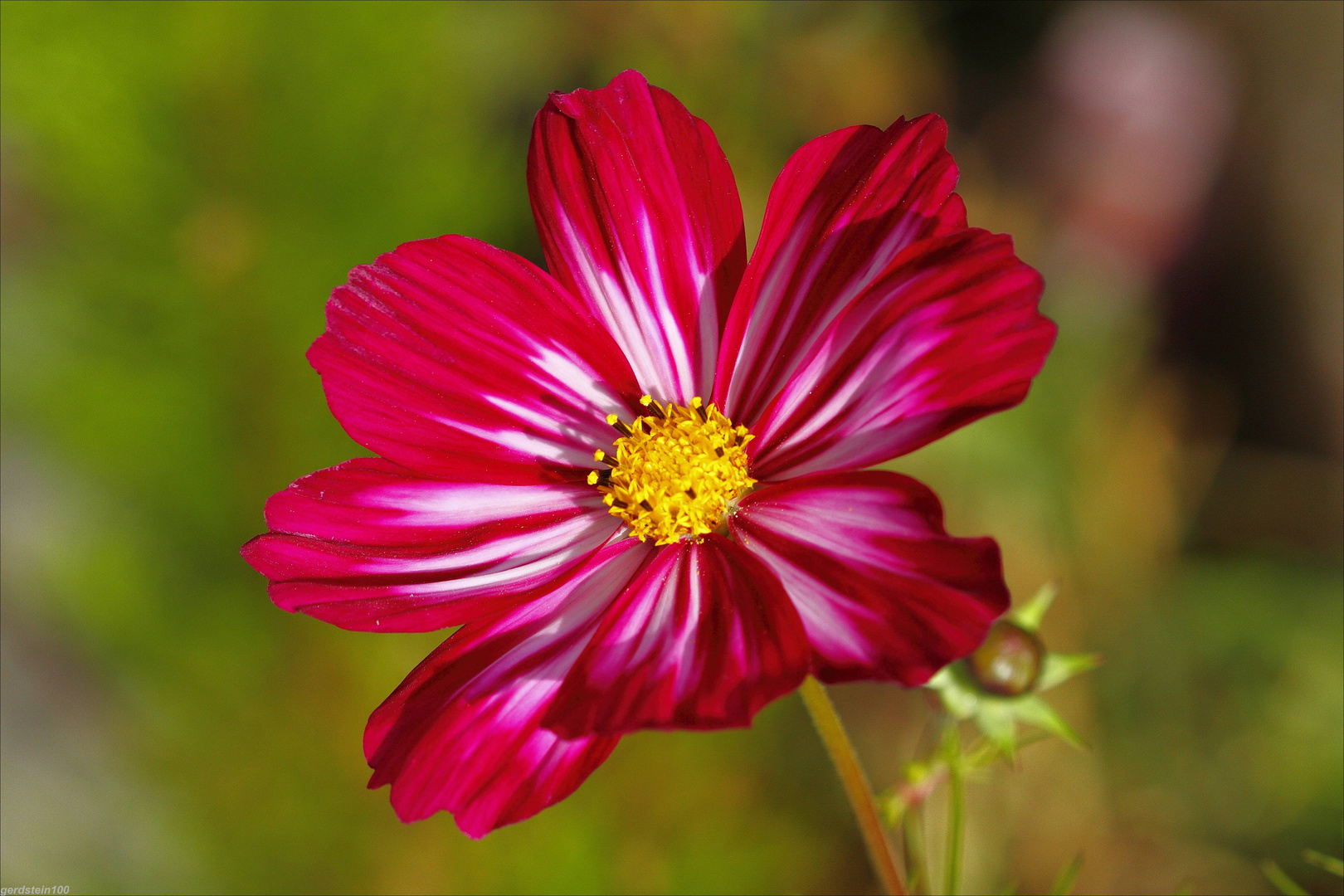 Cosmea II