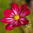 Cosmea II