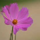 Cosmea II