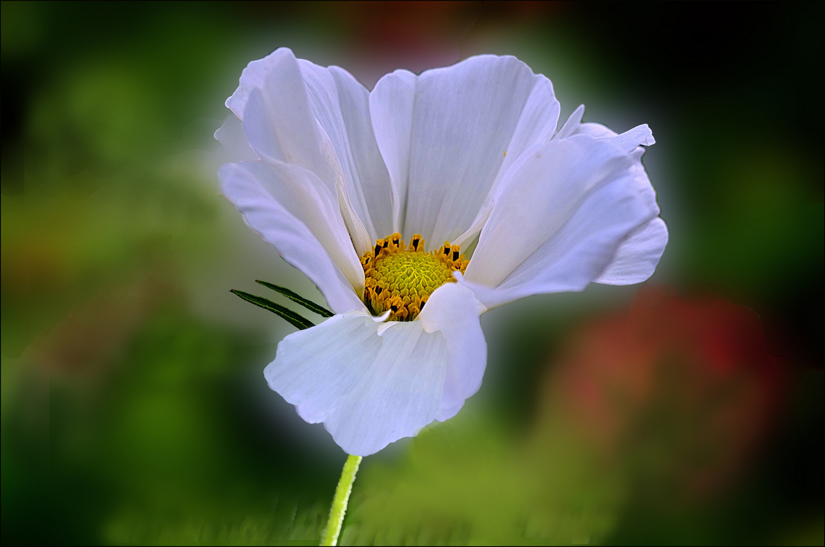 Cosmea   II. 