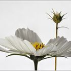 Cosmea II