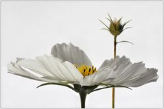 Cosmea II