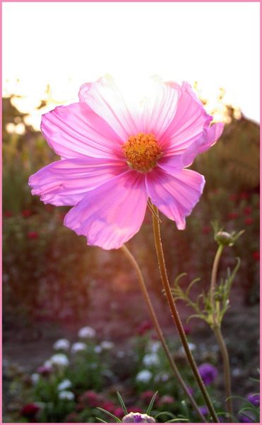 Cosmea II