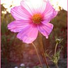 Cosmea II