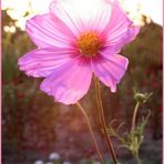 Cosmea II