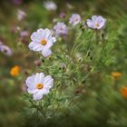 Cosmea II