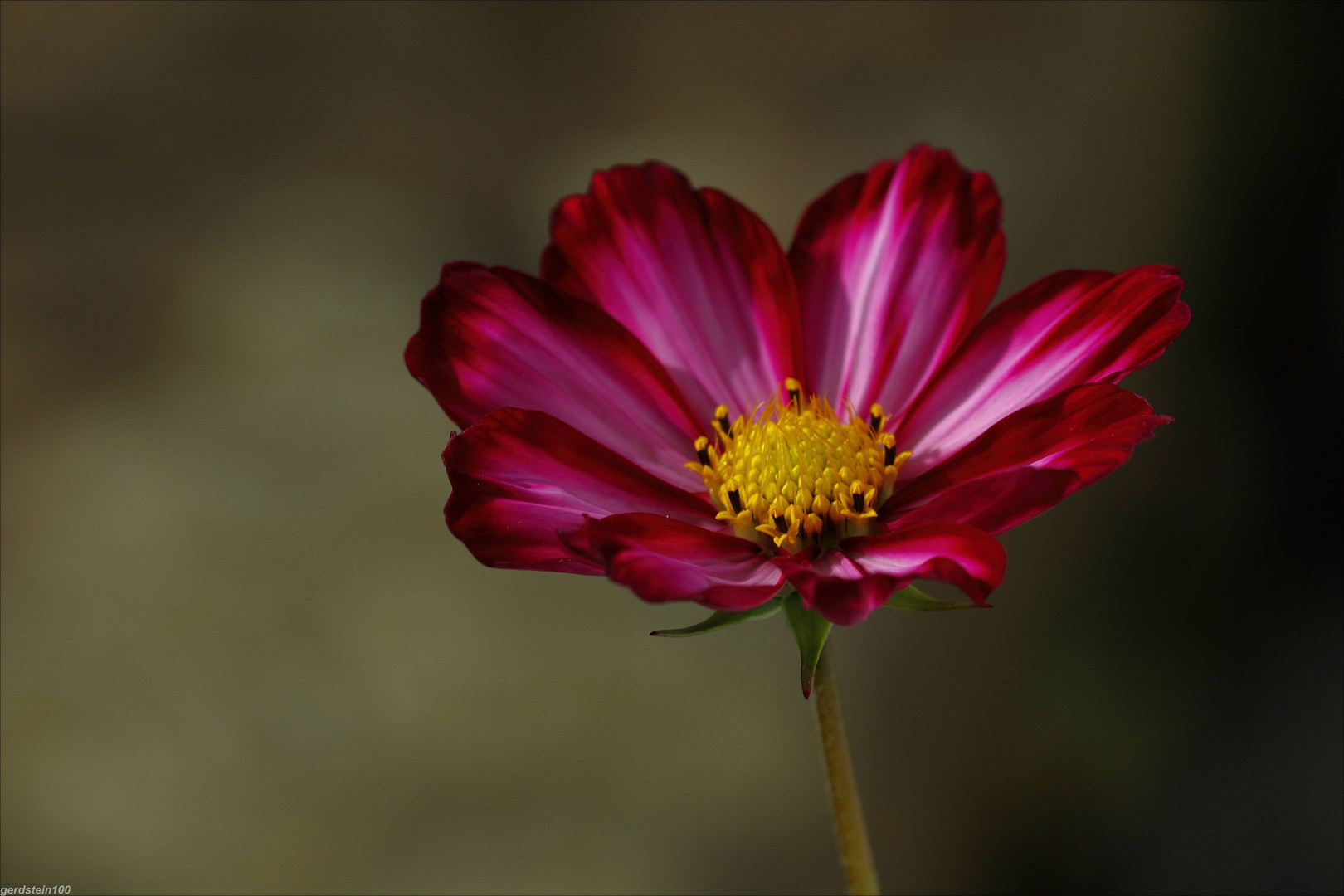 cosmea III