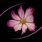 Cosmea III