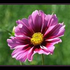 Cosmea III