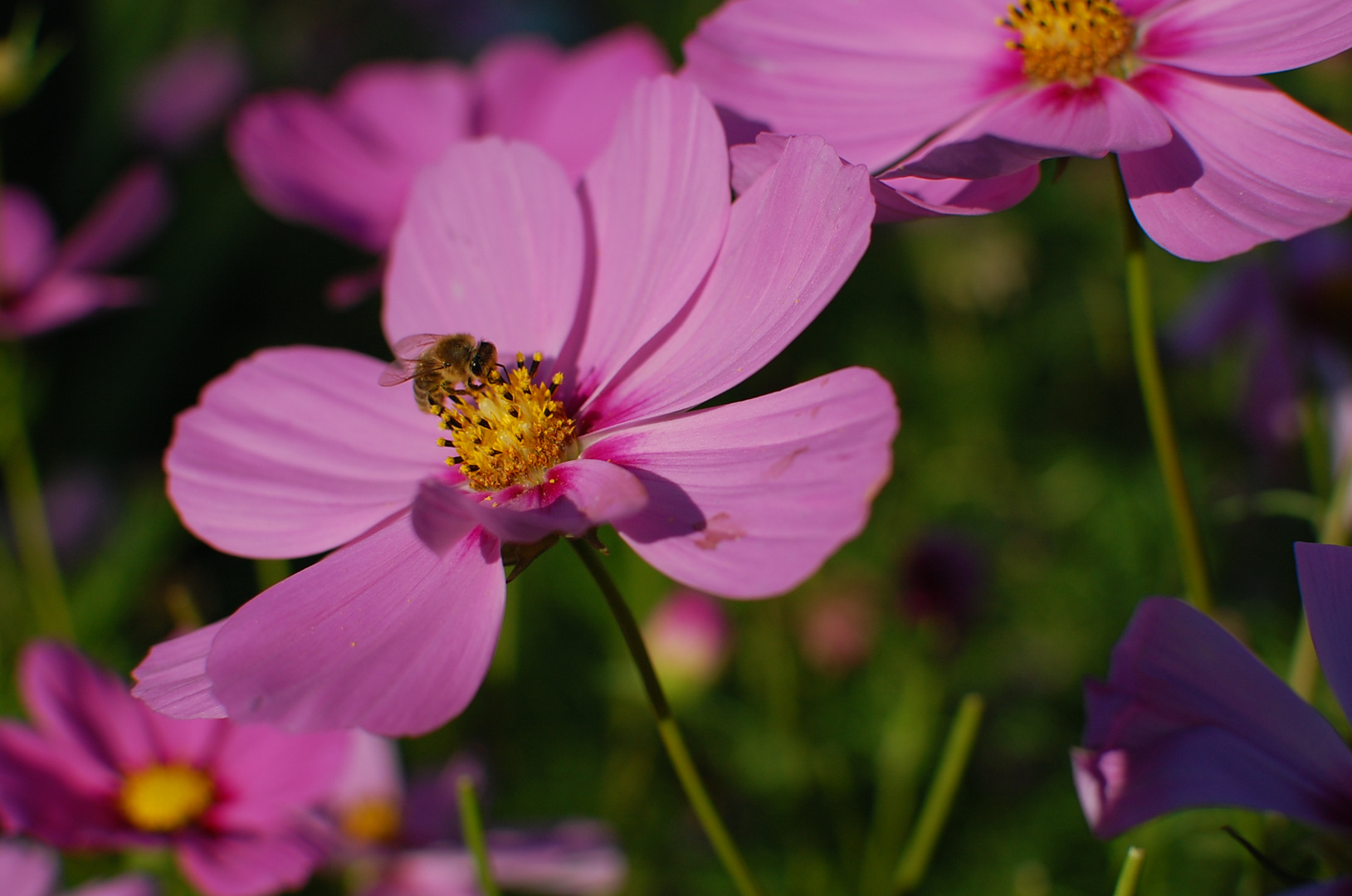 Cosmea im Abendlicht_2