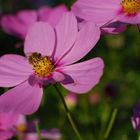 Cosmea im Abendlicht_2