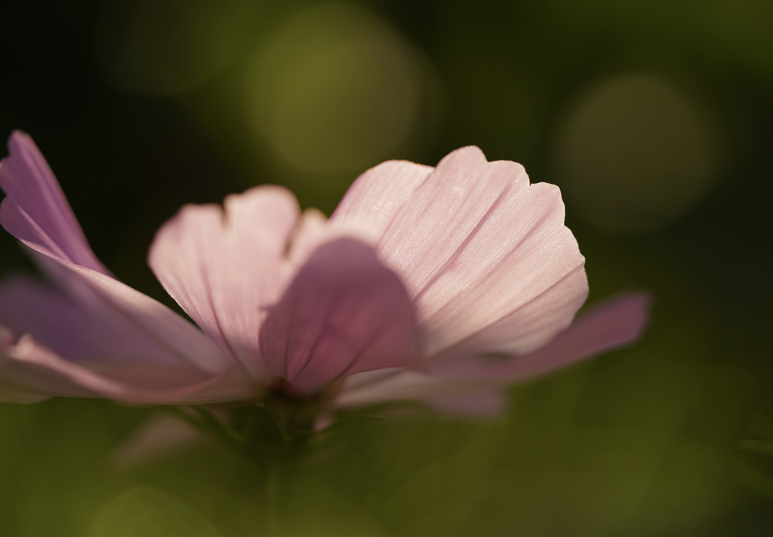 Cosmea im Bokehdickicht 