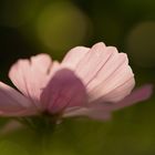 Cosmea im Bokehdickicht 