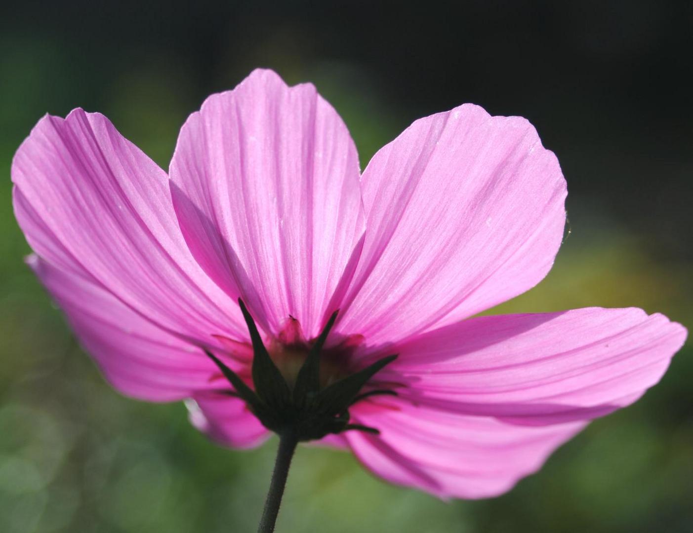 Cosmea im Gegenlicht