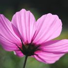 Cosmea im Gegenlicht