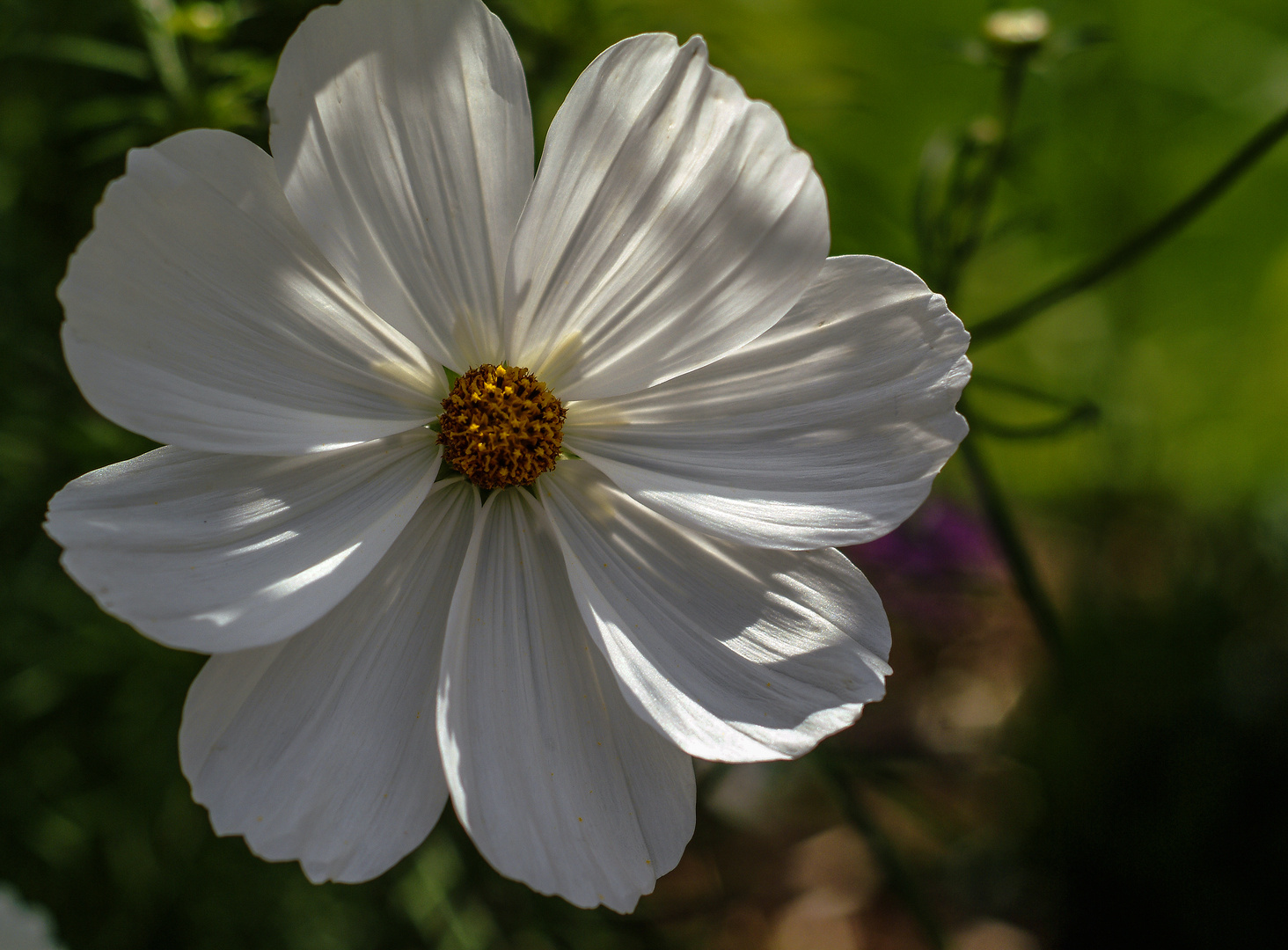 Cosmea im Gegenlicht