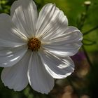 Cosmea im Gegenlicht