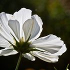 Cosmea im Gegenlicht