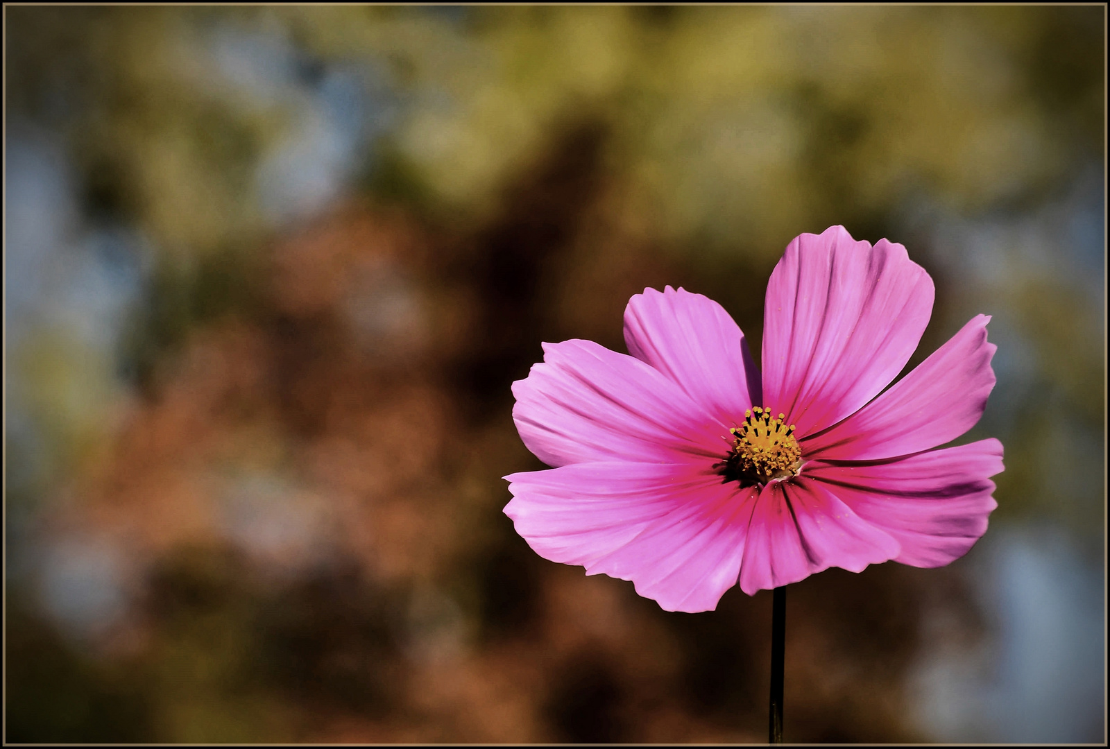 Cosmea im Herbst